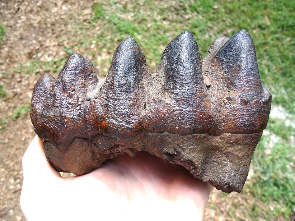 Top Quality Five Hump Mastodon Tooth